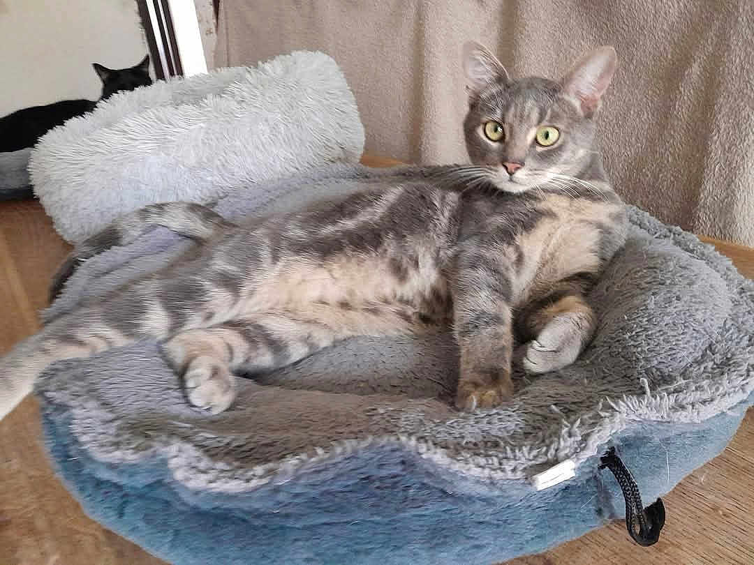 Mysti a rejoint le concours — aidez-le/la à gagner de superbes lots ! cat, tabby_cat, pet_bed, furry, relaxed, indoor, wooden_table, cozy, grey_cat, black_cat, animal, mammal, domestic_cat, resting, feline, bed, fluffy, cute, looking, two_cats