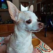 Cloie joined the competition — help win amazing prizes! animal, blanket, chihuahua, close_up, cozy, cute, dog, ears, eyes, floor, furniture, home, indoor, living_room, nose, pet, portrait, small_dog, television, walker