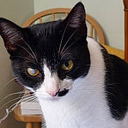 Sophia is registered to the contest to win money with this photo: cat, black_and_white, indoor, pet, animal, whiskers, feline, chair, table, yellow_eyes, curious, close_up, fur, domestic_cat, portrait, mammal, looking, sitting, household, cute