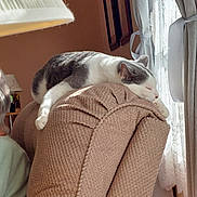 Greyson is registered to the contest to win money with this photo: animal, armchair, beige, cat, comfort, cozy, curtains, domestic, feline, home, indoor, lace, lazy, pet, relaxing, resting, sleeping, sunlight, textured, window