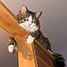 cat, wood, beam, indoor, pet, feline, curious, climbing, tabby, white_paws, tail, looking_down, house, ceiling, fur, whiskers, animal, playful, resting, domestic