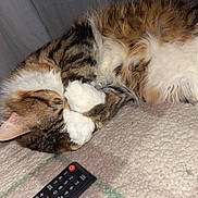 Cailloux a rejoint le concours — aidez-le/la à gagner de superbes lots ! cat, tabby, sleeping, paws, carpet, remote_control, indoor, pet, fluffy, fur, resting, cozy, cute, animal, domestic, relaxing, home, closeup, whiskers, nap