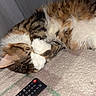 cat, tabby, sleeping, paws, carpet, remote_control, indoor, pet, fluffy, fur, resting, cozy, cute, animal, domestic, relaxing, home, closeup, whiskers, nap