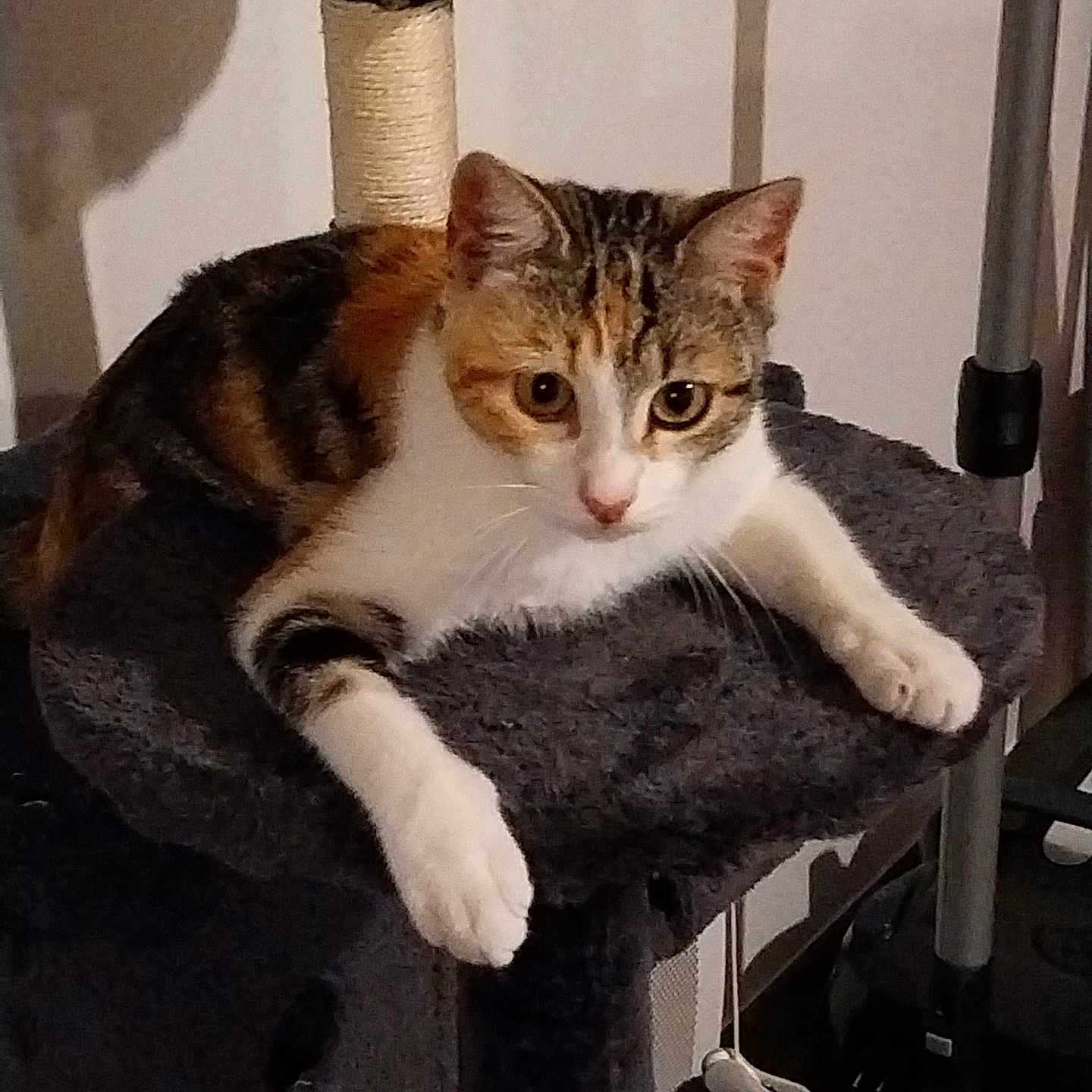 Ava participe au concours pour gagner de l'argent avec cette photo : animal, calico, cat, cat_tree, closeup, cozy, curious, domestic, ears, feline, fur, household, indoor, paws, pet, relaxed, resting, scratching_post, toy, whiskers