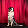 Vayane a rejoint le concours — aidez-le/la à gagner de superbes lots ! dog, border_collie, blue_eyes, sitting, black_platform, red_curtain, indoor, pet, animal, portrait, fluffy, long_tail, alert, studio, furry, canine, looking_away, well_groomed, companion, pet_portrait