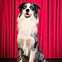 Vayane participe au concours pour gagner de l'argent avec cette photo : dog, border_collie, blue_eyes, sitting, fur, pet, animal, portrait, studio, red_curtain, black_and_white, fluffy, canine, looking_up, indoor, table, friendly, alert, ears, nose