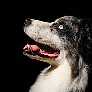 Vayane a rejoint le concours — aidez-le/la à gagner de superbes lots ! dog, portrait, close_up, blue_eye, tongue, black_background, fur, animal, pet, canine, snout, mouth_open, side_view, whiskers, alert, domestic_animal, muzzle, looking_up, profile, happy