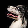dog, portrait, close_up, blue_eye, tongue, black_background, fur, animal, pet, canine, snout, mouth_open, side_view, whiskers, alert, domestic_animal, muzzle, looking_up, profile, happy