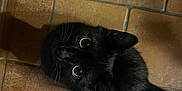 Muse participe au concours pour gagner de l'argent avec cette photo : cat, black_cat, pet, animal, feline, looking_up, curious, floor, tile_floor, indoor, whiskers, ears, tail, eyes, cute, domestic_animal, mammal, fur, shadow, closeup