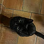cat, black_cat, pet, animal, feline, looking_up, curious, floor, tile_floor, indoor, whiskers, ears, tail, eyes, cute, domestic_animal, mammal, fur, shadow, closeup