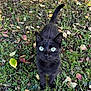 Muse a rejoint le concours — aidez-le/la à gagner de superbes lots ! black_cat, cat, animal, pet, outdoor, grass, leaves, nature, curious, eyes, tail, feline, mammal, whiskers, cute, looking_up, ground, autumn, daylight, closeup