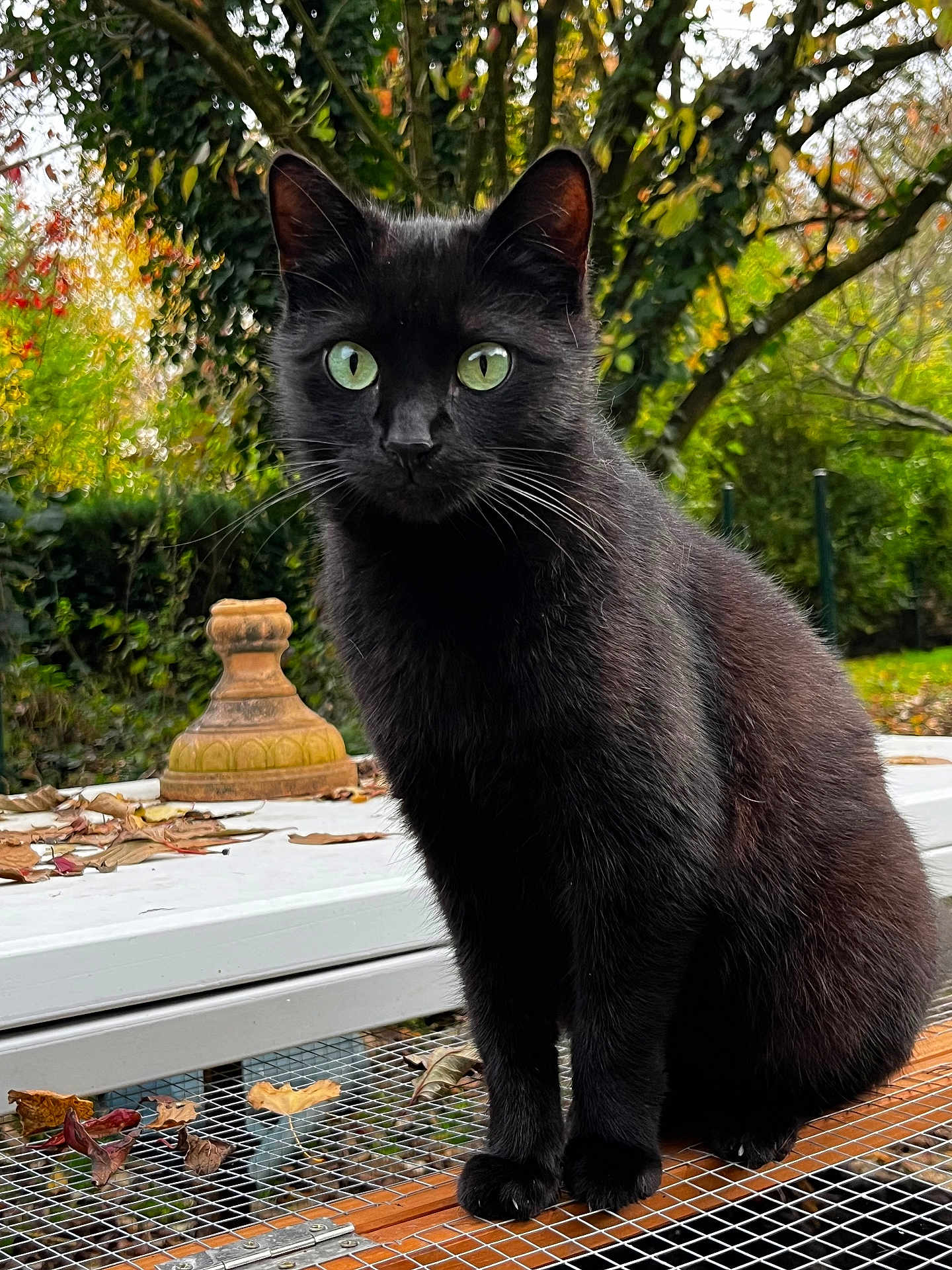 Muse a rejoint le concours — aidez-le/la à gagner de superbes lots ! black_cat, cat, animal, pet, outdoor, autumn, leaves, greenery, wire_mesh, fence, nature, fall, close_up, sitting, fur, whiskers, eyes, mammal, garden, daylight