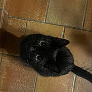 Muse a rejoint le concours — aidez-le/la à gagner de superbes lots ! black_cat, cat, pet, animal, floor, tile_floor, indoor, looking_up, curious, wide_eyes, fur, whiskers, tail, mammal, domestic_animal, cute, feline, close_up, shadow, home