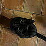 black_cat, cat, pet, animal, floor, tile_floor, indoor, looking_up, curious, wide_eyes, fur, whiskers, tail, mammal, domestic_animal, cute, feline, close_up, shadow, home