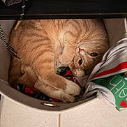 Pixie joined the competition — help win amazing prizes! cat, orange_tabby, pet, animal, curled_up, basket, clothing, fabric, indoor, cozy, cute, fur, paws, resting, looking_up, tile_floor, whiskers, ears, tail, home