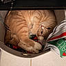 cat, orange_tabby, pet, animal, curled_up, basket, clothing, fabric, indoor, cozy, cute, fur, paws, resting, looking_up, tile_floor, whiskers, ears, tail, home