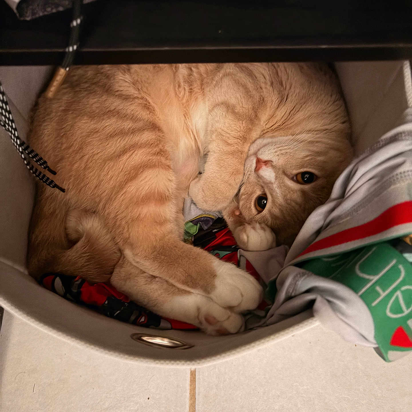Pixie joined the competition — help win amazing prizes! cat, orange_tabby, pet, animal, curled_up, basket, clothing, fabric, indoor, cozy, cute, fur, paws, resting, looking_up, tile_floor, whiskers, ears, tail, home