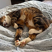 Emile a rejoint le concours — aidez-le/la à gagner de superbes lots ! cat, sleeping, fluffy_blanket, indoor, pet, fur, paw, relaxation, cozy, striped, tabby, white_paws, cute, animal, resting, soft_texture, home, comfort, nap, domestic_cat
