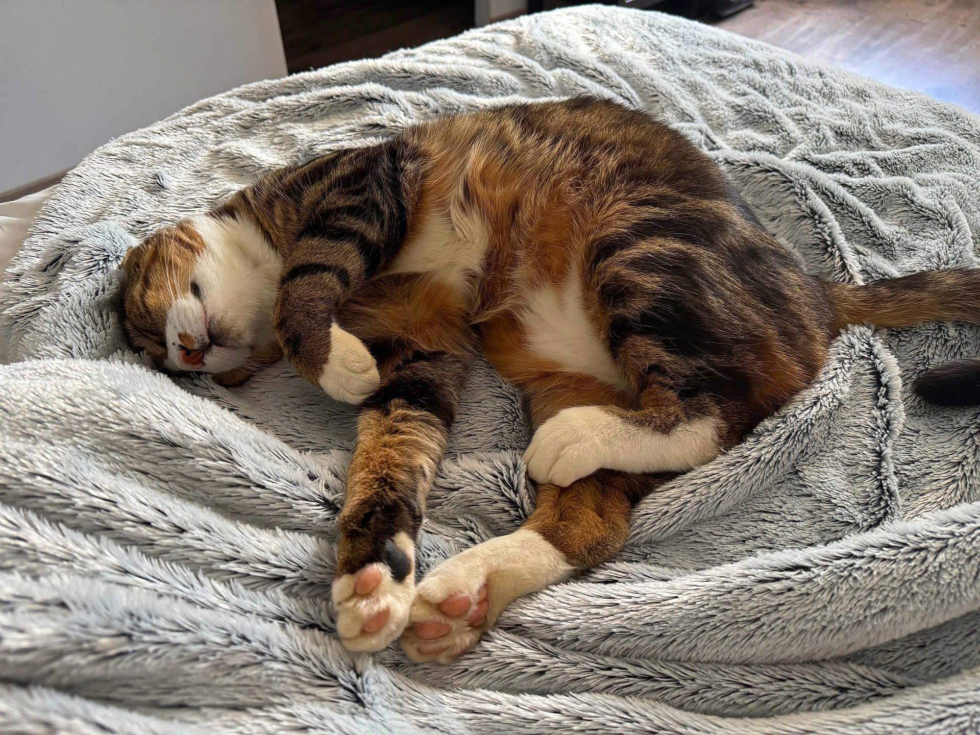 Emile a rejoint le concours — aidez-le/la à gagner de superbes lots ! cat, sleeping, fluffy_blanket, indoor, pet, fur, paw, relaxation, cozy, striped, tabby, white_paws, cute, animal, resting, soft_texture, home, comfort, nap, domestic_cat