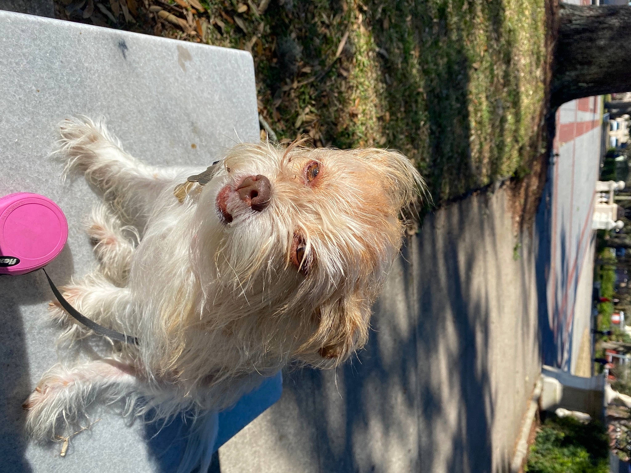 Khalessi is registered to the contest to win money with this photo: canidae, carnivore, collar, companion_dog, dog, dog_breed, dog_collar, fawn, fur, liver, plant, sapsali, small_terrier, snout, sporting_group, terrestrial_animal, terrier, toy_dog, wood, working_animal