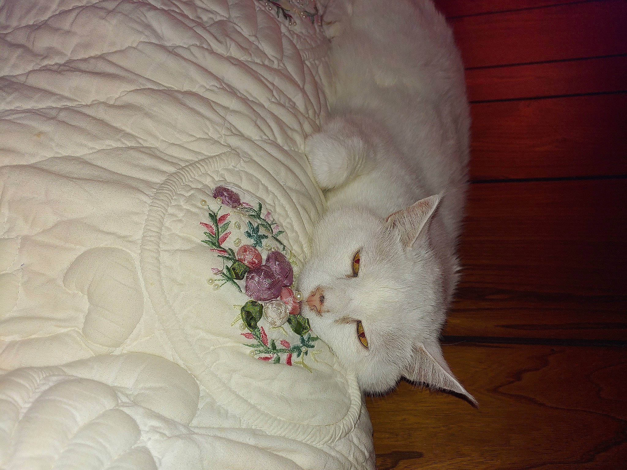 Frisky joined the competition — help win amazing prizes! art, bedding, bridal_accessory, cat, creative_arts, cut_flowers, dress, embellishment, fashion_accessory, flower, hardwood, linens, pattern, peach, petal, plant, sleeve, wedding_ceremony_supply, wood, wool