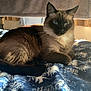 animal, bedroom, blanket, blue, cat, cozy, curtains, domestic, feline, fur, indoor, natural_light, pattern, pet, relaxed, resting, siamese_cat, whiskers, white, window
