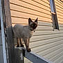 animal, balancing, blue_eyes, cat, collar, curious, daylight, feline, fur, house, nature, outdoor, pet, railing, shadow, siamese_cat, sunset, whiskers, window, wood