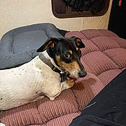 Sammy joined the competition — help win amazing prizes! animal, bed, black_and_white, canine, collar, cozy, cushion, dog, domestic, fabric, furniture, indoor, looking_back, pet, relaxing, resting, room, side_view, texture, window