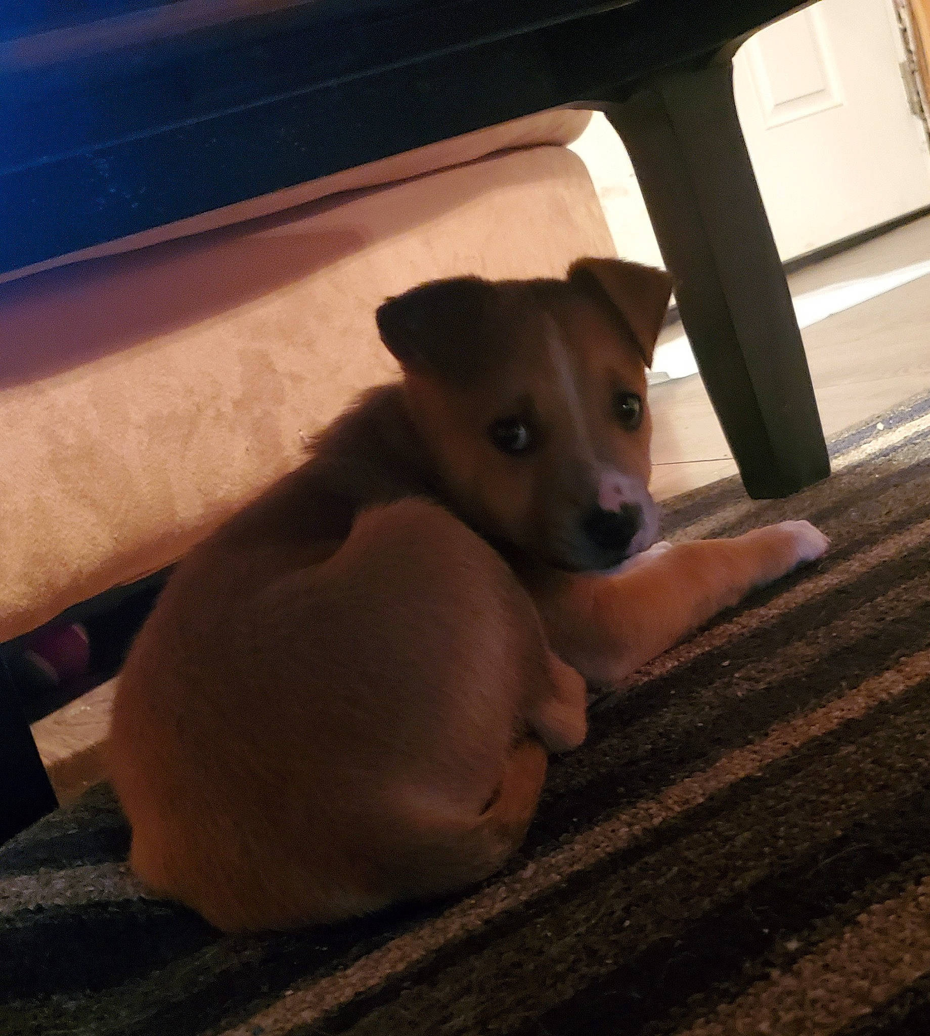 Tank joined the competition — help win amazing prizes! canidae, carnivore, cloud, comfort, companion_dog, dog, dog_breed, fawn, flooring, fur, hardwood, paw, sporting_group, tail, tints_and_shades, toy_dog, vehicle_door, whiskers, wood, working_animal