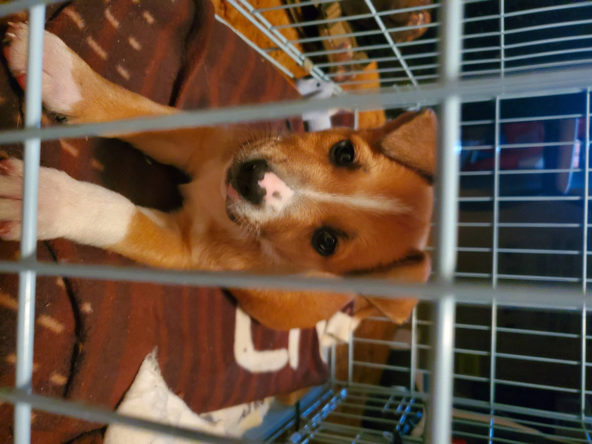 Tank is registered to the contest to win money with this photo: animal_shelter, cage, canidae, carnivore, companion_dog, dog, dog_breed, dog_crate, dog_supply, fawn, fur, kennel, mesh, pet_supply, service, snout, sporting_group, whiskers, wood, working_animal