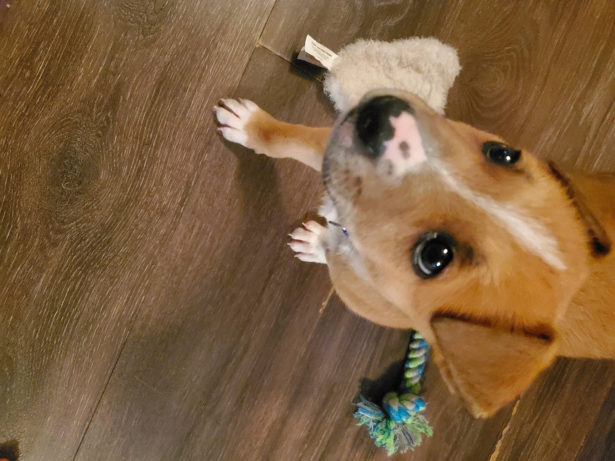 Tank joined the competition — help win amazing prizes! canidae, carnivore, collar, companion_dog, dog, dog_breed, dog_clothes, dog_collar, dog_supply, ear, flooring, hardwood, pet_supply, retriever, snout, sporting_group, varnish, whiskers, wood, working_animal