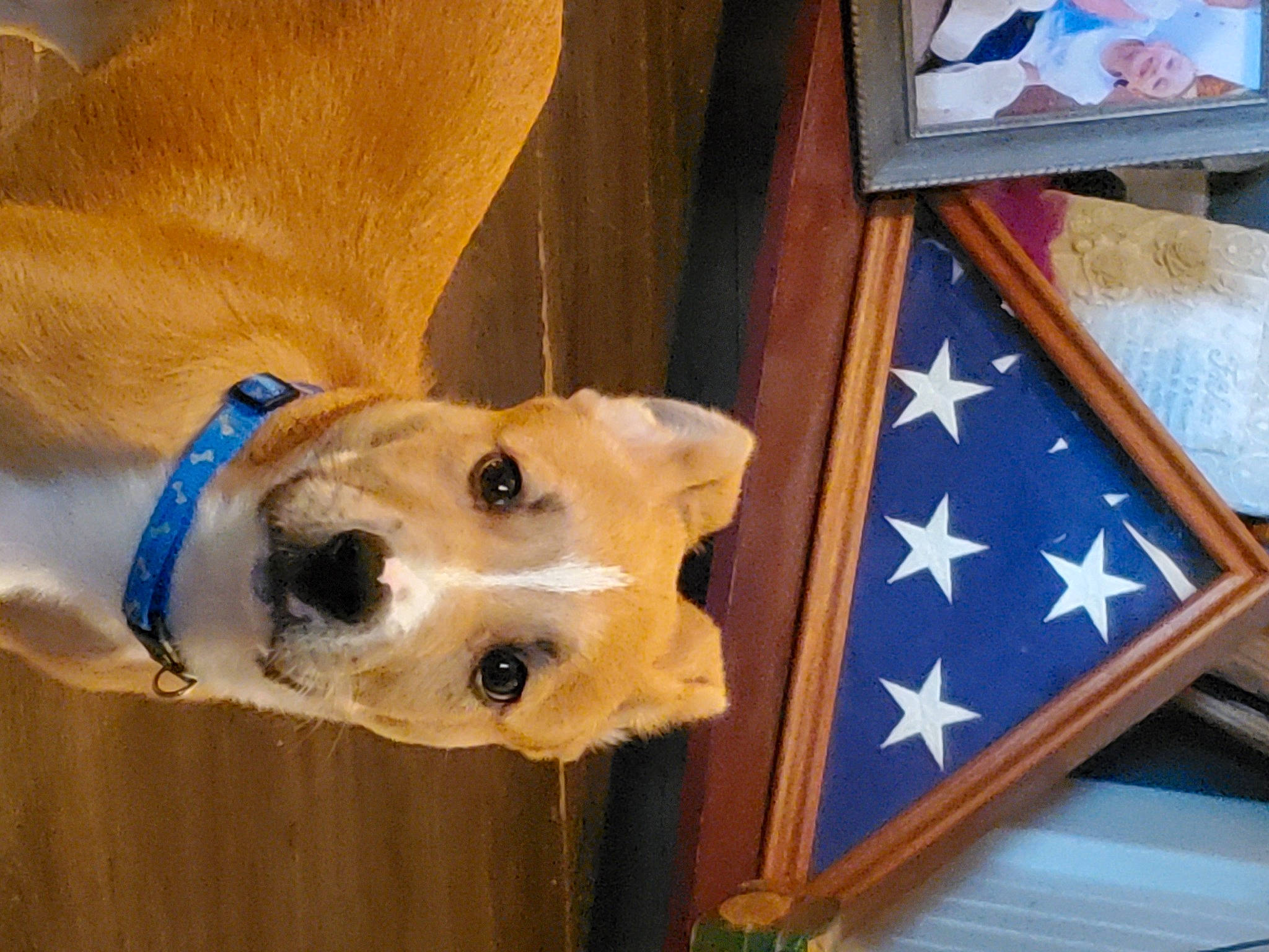 Tank joined the competition — help win amazing prizes! carnivore, collar, companion_dog, dog, dog_breed, dog_collar, dog_supply, fawn, flooring, hardwood, pet_supply, picture_frame, snout, sporting_group, table, television, varnish, wood, wood_stain, working_animal