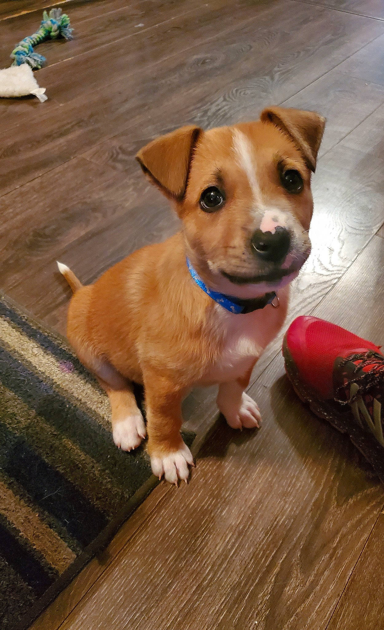 Tank is registered to the contest to win money with this photo: canidae, carnivore, collar, companion_dog, dog, dog_breed, dog_collar, dog_supply, fawn, flooring, fur, hardwood, leash, paw, puppy, snout, sporting_group, whiskers, wood, working_animal