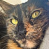 cat, tortoiseshell, close_up, yellow_eyes, whiskers, fur, pet, animal, face, portrait, indoor, soft_light, reflection, cute, feline, mammal, ears, nose, closeup, detail