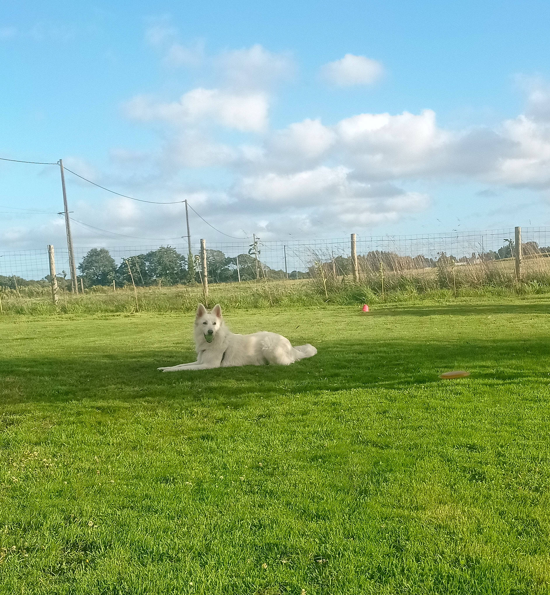 Falco participe au concours pour gagner de l'argent avec cette photo : carnivore, cloud, companion_dog, cumulus, dog, dog_breed, grass, grassland, land_lot, landscape, meadow, natural_landscape, pasture, plain, plant, prairie, sheep, sky, tree, wind