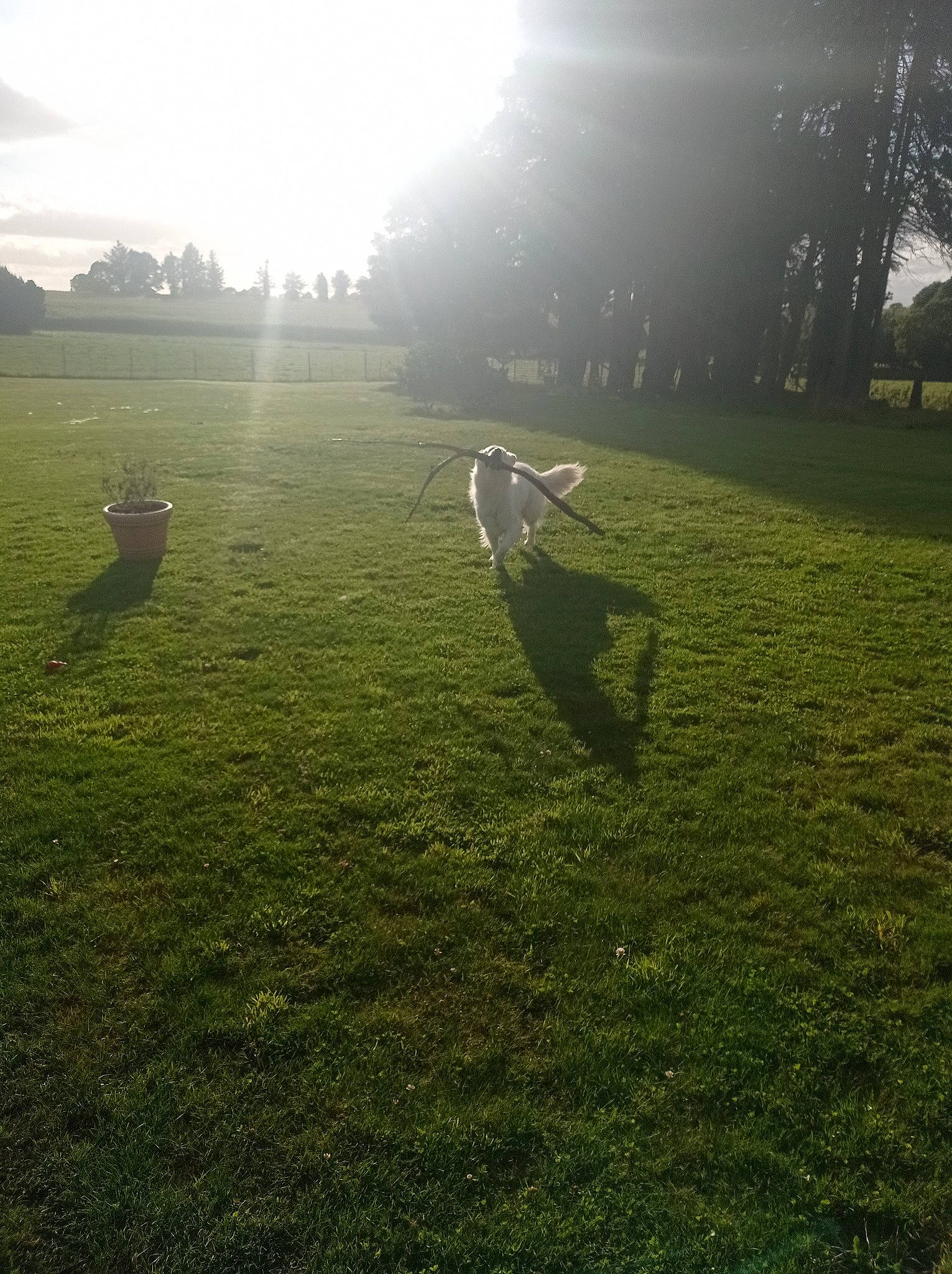 Falco participe au concours pour gagner de l'argent avec cette photo : atmosphere, dog, grass, grass_family, grassland, highland, horizon, land_lot, landscape, lawn, lens_flare, meadow, mountainous_landforms, natural_landscape, people_in_nature, plain, plant, sky, sunlight, tree