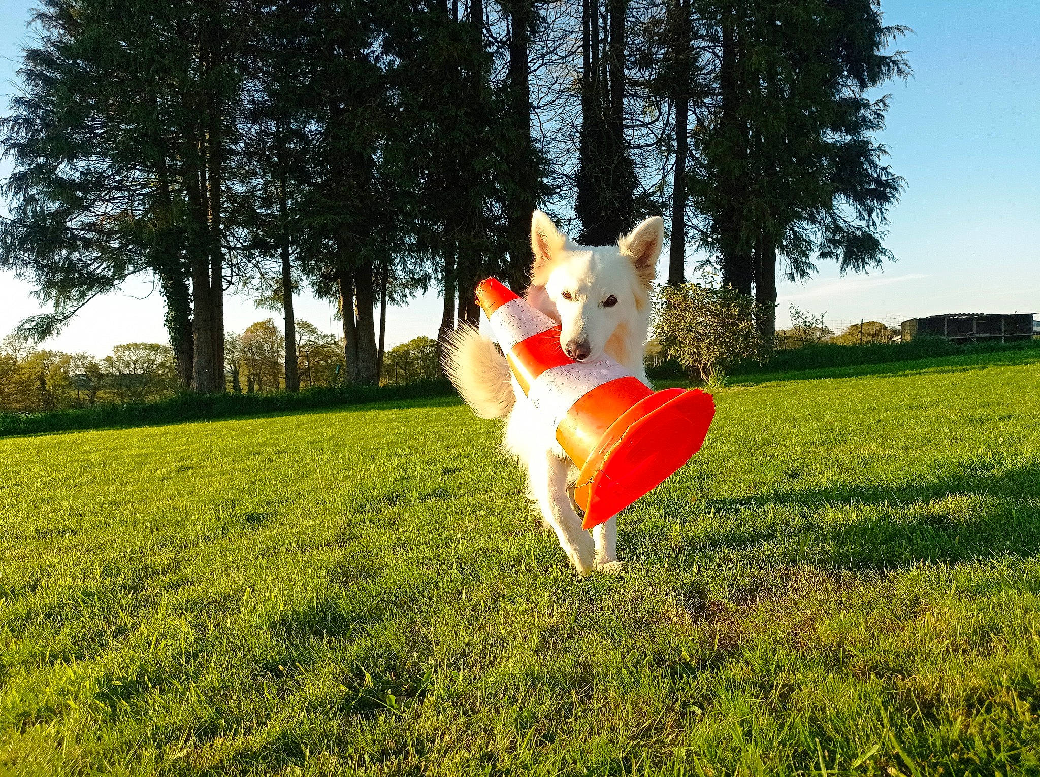 Falco participe au concours pour gagner de l'argent avec cette photo : carnivore, companion_dog, dog, dog_breed, fawn, grass, grassland, happy, lawn, leisure, mammal, meadow, natural_landscape, people_in_nature, plant, sky, spitz, sunlight, tail, tree
