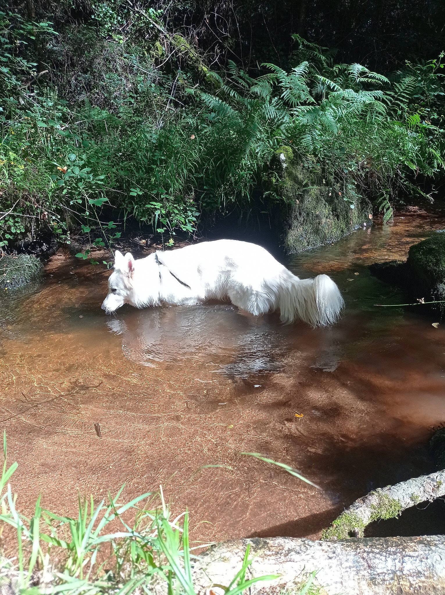 Falco a rejoint le concours — aidez-le/la à gagner de superbes lots ! bank, creek, felidae, fluvial_landforms_of_streams, grass, landscape, mammal, natural_landscape, plant, riparian_zone, spring, stream, tail, terrestrial_animal, tree, water, wetland, wildlife, wood, working_animal