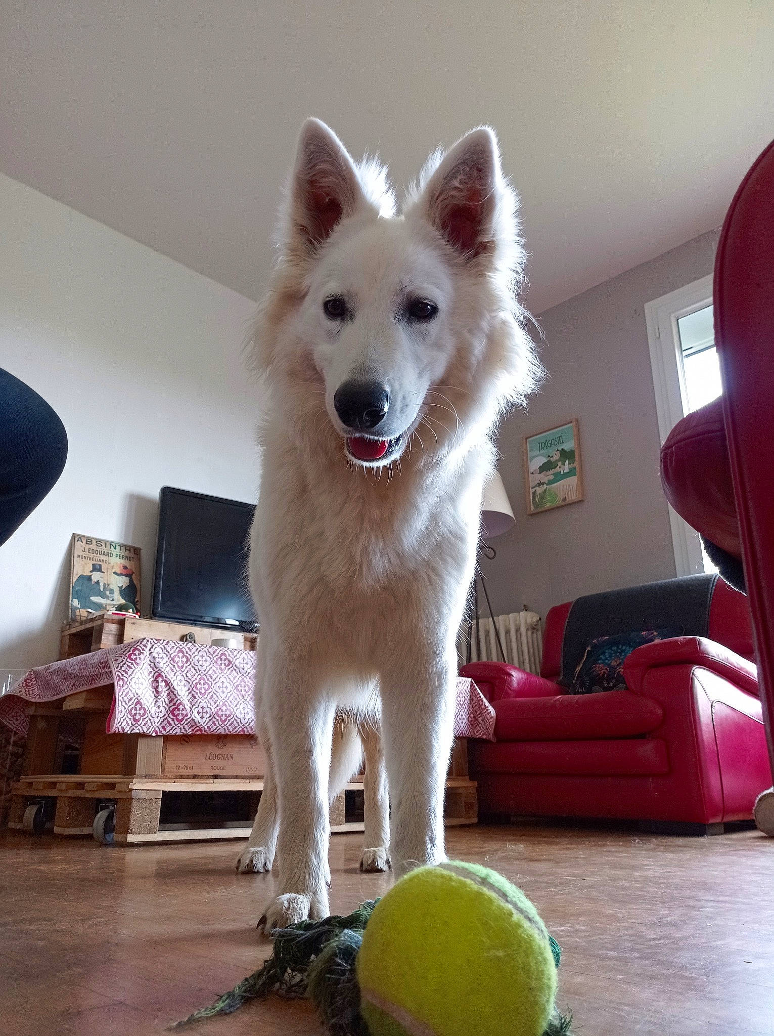 Uska participe au concours pour gagner de l'argent avec cette photo : ancient_dog_breeds, canidae, carnivore, collar, companion_dog, dog, dog_breed, dog_supply, flooring, fur, hardwood, non_sporting_group, paw, spitz, sporting_group, tail, tennis_ball, working_dog