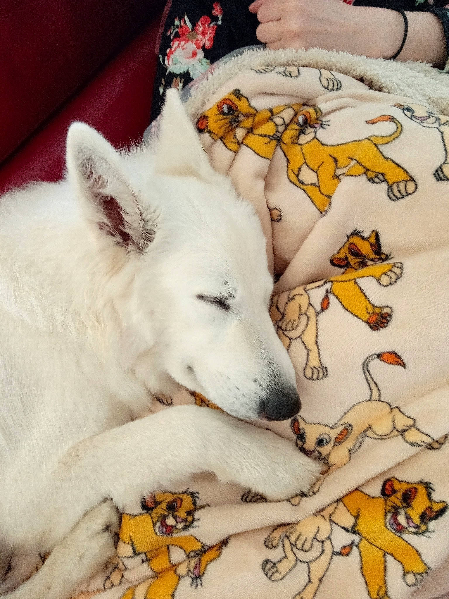 Uska a rejoint le concours — aidez-le/la à gagner de superbes lots ! american_eskimo_dog, art, canidae, carnivore, comfort, companion_dog, dog, dog_breed, fawn, flooring, fur, happy, linens, mammal, pattern, paw, siberian_husky, sporting_group, tail, working_animal