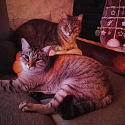 Flocon Et Minou a rejoint le concours — aidez-le/la à gagner de superbes lots ! animal, cat, couch, cozy, decor, domestic_animal, ears, feline, fur, home, indoor, mammal, ornament, pet, relaxed, resting, tabby_cat, tail, two_animals, whiskers