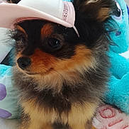 Stella participe au concours pour gagner de l'argent avec cette photo : dog, puppy, cap, hat, fluffy, cute, pet, animal, indoor, plush_toy, bed, blanket, brown, black, fur, small_dog, cute_pet, cozy, resting, young_dog