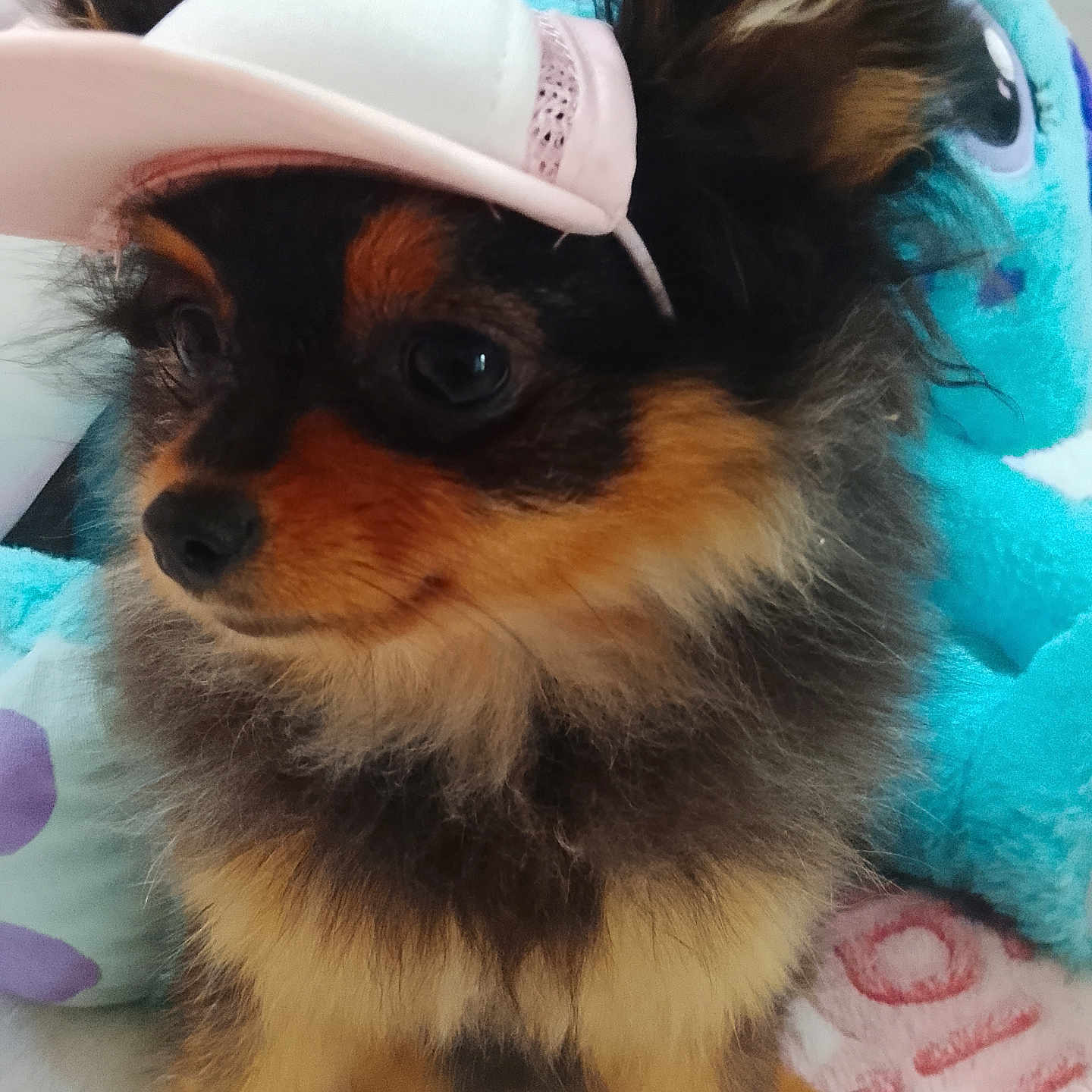 Stella