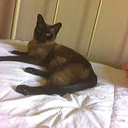 Jasmine is registered to the contest to win money with this photo: cat, siamese_cat, bed, bedspread, pillow, indoor, animal, pet, feline, relaxed, lying_down, fur, whiskers, ears, tail, headboard, cozy, home, comfort, resting
