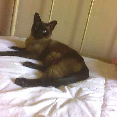 Jasmine is registered to the contest to win money with this photo: cat, siamese_cat, bed, bedspread, pillow, indoor, animal, pet, feline, relaxed, lying_down, fur, whiskers, ears, tail, headboard, cozy, home, comfort, resting