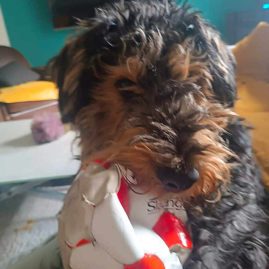 Soko participe au concours pour gagner de l'argent avec cette photo : airedale, animal, ball, canine, computerhardware, dog, electronics, football, hardware, head, monitor, person, pet, phone, puppy, screen, soccer, soccerball, sport, terrier