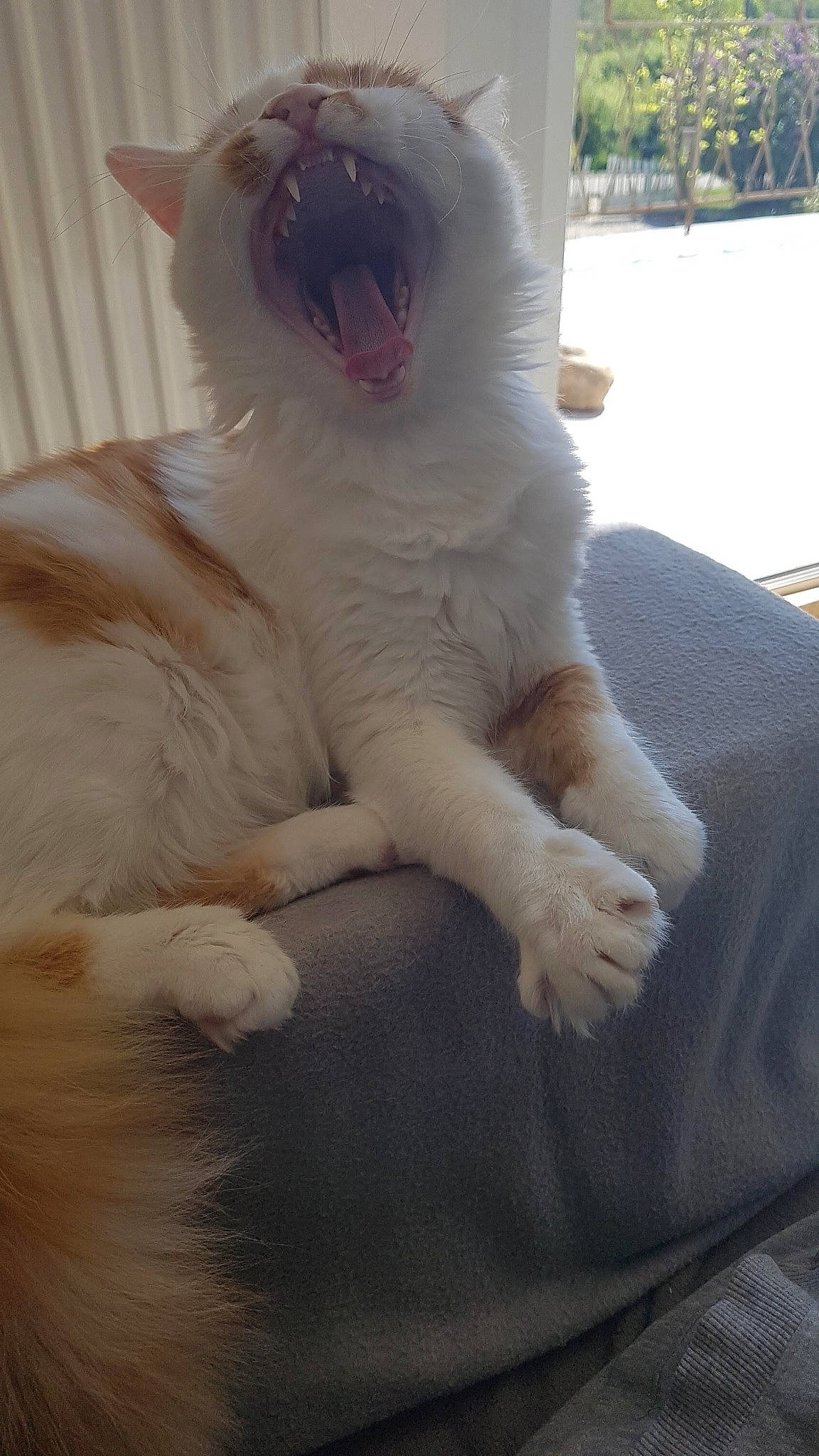 Balthazar a rejoint le concours — aidez-le/la à gagner de superbes lots ! canidae, carnivore, cat, comfort, companion_dog, dog_breed, domestic_short_haired_cat, eye, fang, fawn, felidae, foot, fur, paw, small_to_medium_sized_cats, snout, tail, terrestrial_animal, whiskers, yawn