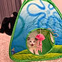 Capri is registered to the contest to win money with this photo: kitten, cat, tent, toy, jellyfish, carpet, indoor, playful, cute, pet, animal, white_cat, colorful, fabric, soft_toy, small, feline, home, room, curtain