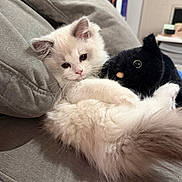 Capri is registered to the contest to win money with this photo: kitten, cat, plush_toy, couch, indoor, furniture, white_fur, black_plush, cute, fluffy, pet, animal, relaxing, cozy, soft, toy, resting, domestic, closeup, comfort