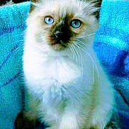 Mandela participe au concours pour gagner de l'argent avec cette photo : kitten, cat, blue_eyes, fluffy, pet, animal, feline, whiskers, sitting, soft, blanket, cute, indoors, fur, young, domestic, portrait, calm, closeup, comfort